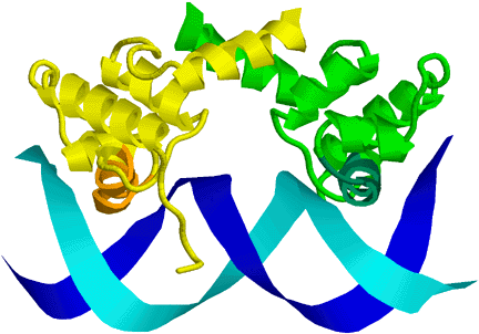 image of DNA with two protein monomers bound